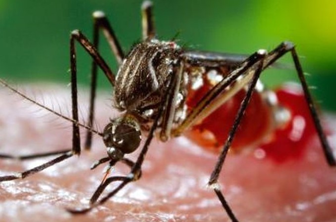 MOSQUITO SUCKING BLOOD