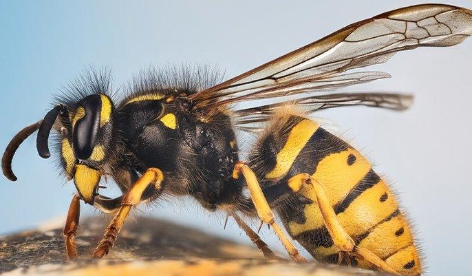 Yellow Jacket Wasp